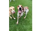 Adopt Moxxie a White - with Red, Golden, Orange or Chestnut Redbone Coonhound /