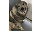Adopt Buddy (pending) a Gray/Blue/Silver/Salt & Pepper Norwegian Elkhound /