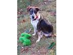 Adopt banjo a White Australian Shepherd / German Shepherd Dog / Mixed (short