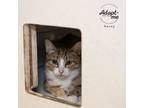 Adopt Kacey a Brown Tabby Domestic Shorthair / Mixed Breed (Medium) / Mixed