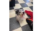 Adopt Oreo a White - with Black Jack Russell Terrier / Shih Tzu / Mixed dog in