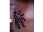 Adopt Reese a Terrier (Unknown Type, Small) / Rottweiler / Mixed dog in