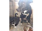Adopt Sue a Black - with White German Shepherd Dog / Cane Corso / Mixed dog in