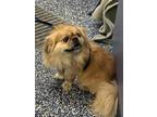 Adopt Gizmo a Tan/Yellow/Fawn - with White Pekingese / Mixed dog in Manahawkin