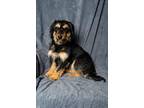 Adopt Dreamy a Black - with Tan, Yellow or Fawn Corgi / Husky / Mixed dog in