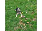 Adopt Paloma a Gray/Silver/Salt & Pepper - with Black Australian Cattle Dog /