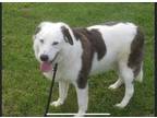 Adopt Rascal a Brown/Chocolate - with White Australian Shepherd / Husky / Mixed