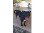 Adopt Scar a Black Terrier (Unknown Type, Medium) / Mixed Breed (Medium) / Mixed
