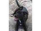 Adopt Linguine a Black - with White Labrador Retriever / Hound (Unknown Type) /