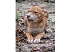 Adopt Tortellini a Brindle - with White Labrador Retriever / Hound (Unknown