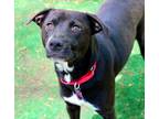 Adopt Hanna a Black - with White Labrador Retriever / American Pit Bull Terrier