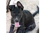 Adopt Rigatoni a Black - with White Labrador Retriever / Hound (Unknown Type) /