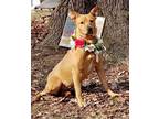 Adopt Ginger a Red/Golden/Orange/Chestnut Catahoula Leopard Dog / American Pit