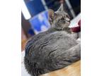 Adopt Chai a Gray, Blue or Silver Tabby American Shorthair / Mixed (short coat)