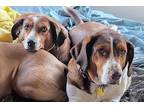 Adopt Shirley / LaVerne a Basset Hound / Shepherd (Unknown Type) / Mixed dog in