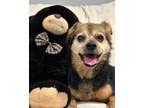 Adopt Thelma a Tricolor (Tan/Brown & Black & White) Beagle / Pomeranian / Mixed