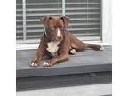 Adopt Mera a Brown/Chocolate - with White Labrador Retriever / Mixed dog in