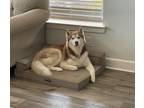 Adopt Coby a Brown/Chocolate - with White Husky / Mixed dog in Celina