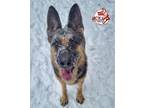 Adopt Deeogee a Black - with Tan, Yellow or Fawn German Shepherd Dog / Mixed dog