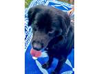 Adopt Mateo a Black Flat-Coated Retriever / Mixed dog in Sulphur, LA (39697851)