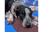 Adopt Sunday a Black - with Brown, Red, Golden, Orange or Chestnut Blue Heeler /
