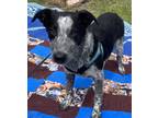 Adopt Tank a Black - with White Blue Heeler / Mixed dog in Sulphur