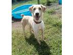 Adopt Hudson a Tan/Yellow/Fawn Labrador Retriever dog in Lexington