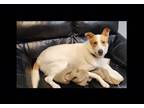 Adopt Sterling a Border Collie dog in Lexington, TN (37541678)