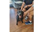 Adopt Amor* a Black Labrador Retriever / Mixed Breed (Medium) / Mixed (short