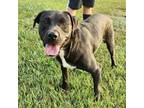Adopt Chip a Black Labrador Retriever / Mixed Breed (Medium) / Mixed (short