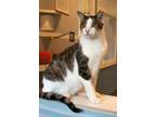 Adopt Milo a Brown Tabby Domestic Shorthair (short coat) cat in Lincoln