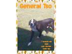 Adopt General Tso a Black - with White Border Collie / Labrador Retriever /