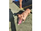 Adopt Carmen a Staffordshire Bull Terrier dog in Denver, CO (39692544)