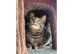 Adopt Regina a Brown Tabby Domestic Shorthair (short coat) cat in Bloomsburg