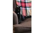 Adopt Kenji a Spotted Tabby/Leopard Spotted Domestic Mediumhair / Mixed cat in