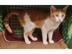Adopt Hurley a Orange or Red Domestic Shorthair / Mixed Breed (Medium) / Mixed