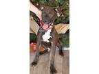 Adopt Leroy a Brown/Chocolate - with White Labrador Retriever / Pit Bull Terrier