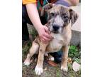 Adopt Aurthur a Brown/Chocolate Australian Cattle Dog / Mixed Breed (Medium) /