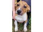 Adopt Clyde a Brown/Chocolate Australian Cattle Dog / Mixed Breed (Medium) /