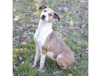Adopt Beige a Brindle Mixed Breed (Small) / Mixed Breed (Medium) / Mixed (short