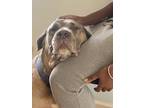 Adopt Polo a Gray/Blue/Silver/Salt & Pepper Cane Corso / Mixed dog in