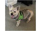 Adopt DON DIEGO in CA a Brindle Cairn Terrier / Mixed dog in Portland
