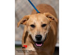 Adopt Possum a Tan/Yellow/Fawn Golden Retriever / Mixed Breed (Medium) / Mixed