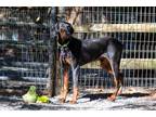 Adopt Crockett a Black - with Brown, Red, Golden, Orange or Chestnut Doberman