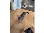 Adopt Jersey a Gray or Blue Tabby / Mixed (short coat) cat in Vicksburg