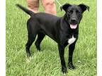 Adopt Raven a Black Labrador Retriever / Mixed Breed (Medium) / Mixed (short
