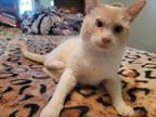 Adopt Tanner a Cream or Ivory (Mostly) Siamese (short coat) cat in Youngstown