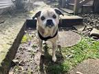 Adopt Duncan a Tan/Yellow/Fawn Puggle / Mixed dog in Youngstown, OH (39674743)