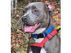 Adopt Bella a Gray/Blue/Silver/Salt & Pepper Pit Bull Terrier / Mixed dog in