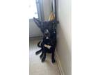 Adopt Tank a Black German Shepherd Dog / American Pit Bull Terrier / Mixed dog